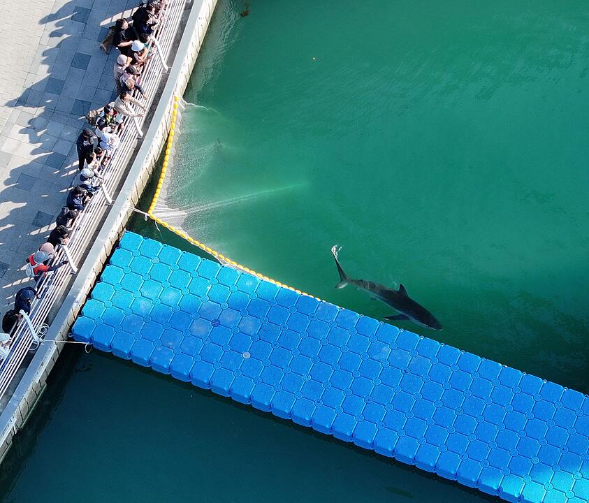 Rettungsaktion f&uuml;r den Hai von Busan