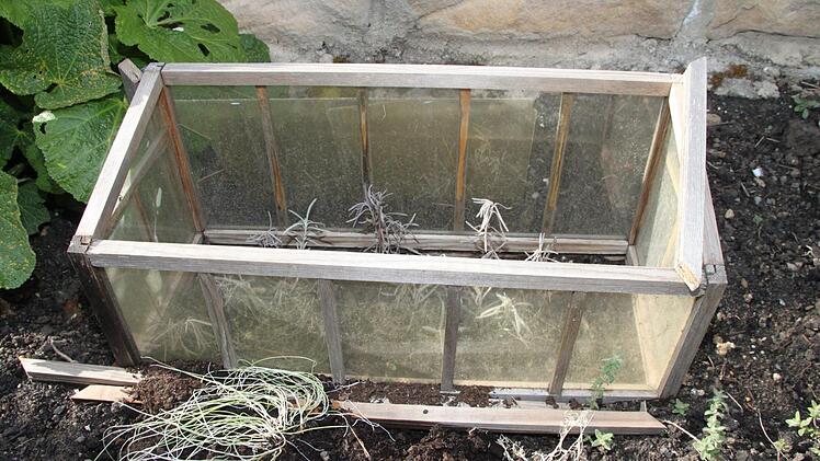 Das Mini-Gewächshaus im Freien wird zur Stecklingsvermehrung von Lavendel genutzt.  Foto: Dagmar Besand