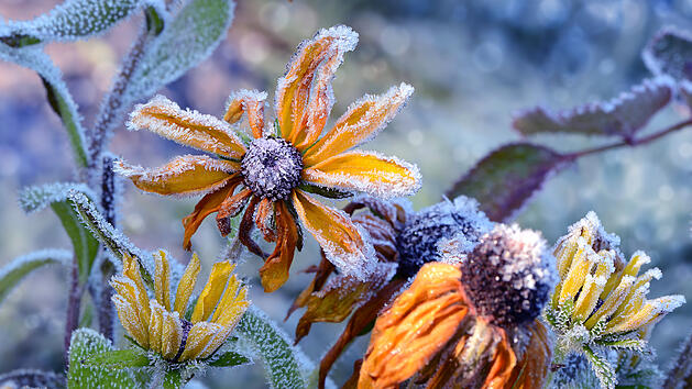 Blumen und Pflanzen auf den Winter vorbereiten