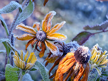 Blumen und Pflanzen auf den Winter vorbereiten