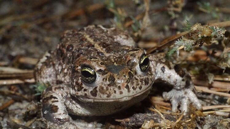 Bamberg: Besonderer Fund am Sonderlandeplatz Breitenau - Naturschutzfachkartierung begonnen