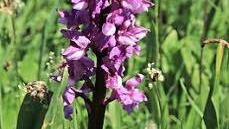 Knabenkraut in den Schwarzen Bergen. Foto: H. Beudert