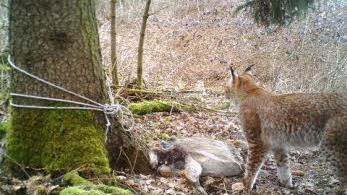 Von einer aufgestellten Fotofalle im Detterer Flur festgehalten: Ein Luchs treibt sich am 24. März etwa 1200 m vom Ort entfernt rum. Eine weitere Aufnahme bestätigt, dass es ein Weibchen ist. Foto: Familie Karg