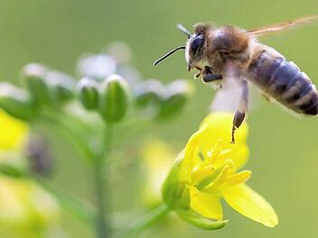 Insektenvernichtungsmittel, mit denen auch Raps gespritzt wird, sollen Studien zufolge die Navigationsleistung von Bienen stören und ihr Gedächtnis beeinträchtigen.  Foto: Michael Reichel, dpa