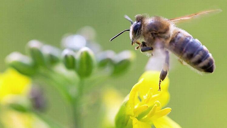 Insektenvernichtungsmittel, mit denen auch Raps gespritzt wird, sollen Studien zufolge die Navigationsleistung von Bienen stören und ihr Gedächtnis beeinträchtigen.  Foto: Michael Reichel, dpa