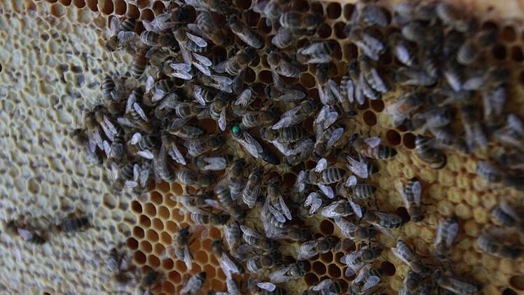 Erhard Bieber hat die Hälfte seiner Bienen im Winter verloren. Er will seine Völker wieder aufbauen: "Man darf den Mut nicht verlieren." Foto: Carmen Schmitt