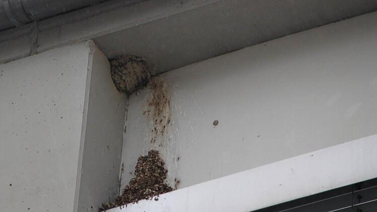 Neubau eines Rewe-Marktes: Die Mehlschwalbe wird sich ein neues Zuhause suchen müssen. Foto: Ulrike Müller