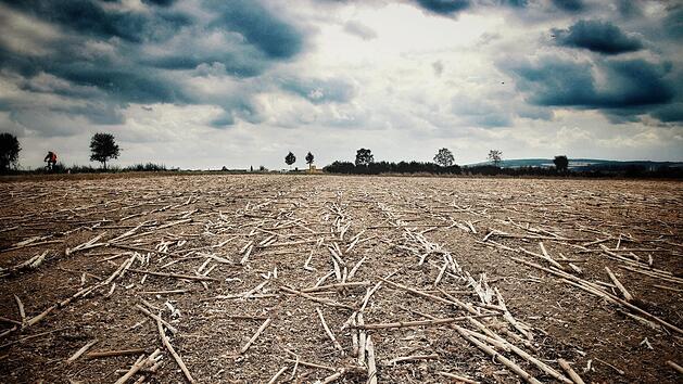 Reste von abgeernteten Sonnenblumen liegen auf einem Feld zwischen Bad Staffelstein und Unterneuses. Der Boden ist trocken, alle Felder sind gelb, die Natur verdorrt. Ausnahme und Zeichen f&uuml;r den Klimawandel zugleich, sagt IBC-Chef Udo M&ouml;hrstedt. Foto: Tobias Kindermann
