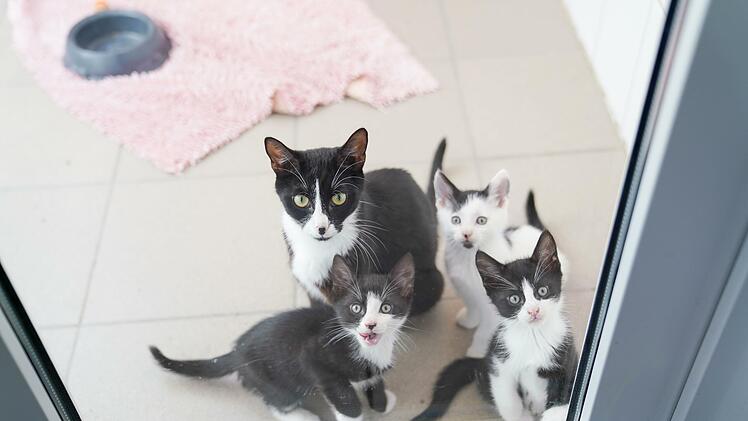 Damit keine Krankheiten übertragen werden, lebt in jedem Zimmer nur eine Katzenfamilie. Foto: Adriane Lochner
