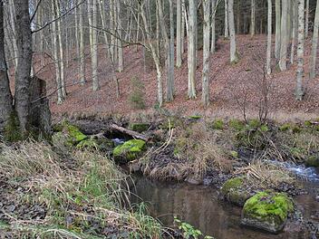 Wildromantisch: Die Aschach steckt voller Geheimnisse, die auf ihre Entdeckung warten. Foto: Kathrin Kupka-Hahn