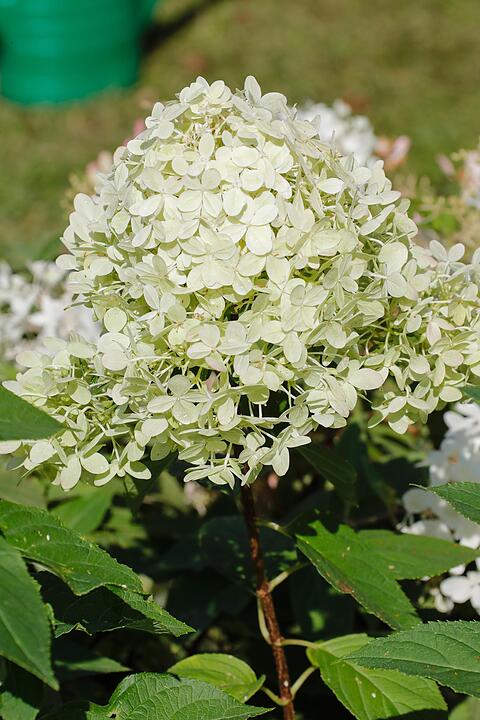 Rosen & Garten Messe Kronach im September