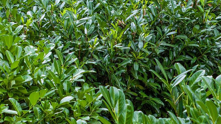 &laquo;Auf jeden Fall geh&ouml;rt das Wort Unkraut gestrichen&raquo;