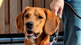 Dieser Hund ist hellwach und fit