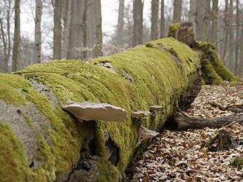 Wo dicke Bäume verrotten, da kommen seltene Arten zum Zug. Im Zunderschwamm lebt der Schwarzkäfer, in einem späteren Zersetzungsprozess siedelt sich der Ästige Stachelbart an. Ein solcher Stamm wird zum Lebensraum für viele Arten. Diesen Lebensraum will der Leiter Ulrich Mergner im ganzen Forstbetrieb Ebrach bieten, nicht nur in abgegrenzten Schutzzonen. Der Forstbetrieb reicht im Steigerwald bis zum Main.  Foto: sw
