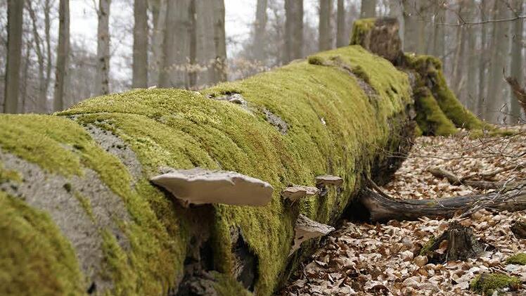 Wo dicke Bäume verrotten, da kommen seltene Arten zum Zug. Im Zunderschwamm lebt der Schwarzkäfer, in einem späteren Zersetzungsprozess siedelt sich der Ästige Stachelbart an. Ein solcher Stamm wird zum Lebensraum für viele Arten. Diesen Lebensraum will der Leiter Ulrich Mergner im ganzen Forstbetrieb Ebrach bieten, nicht nur in abgegrenzten Schutzzonen. Der Forstbetrieb reicht im Steigerwald bis zum Main.  Foto: sw