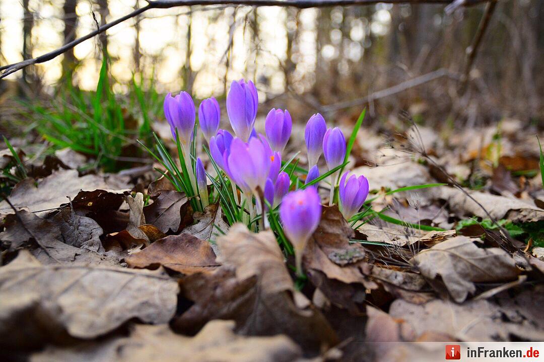 Der Frühling in Franken in Bildern