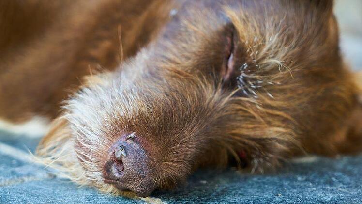 Warnung vor Hundeköder in Bayreuth: Ein Tier fraß am frühen Sonntagmorgen einen verdächtigen Gegenstand, kurz danach war es tot. Symbolfoto: Engin_Akyurt/Pixabay.com