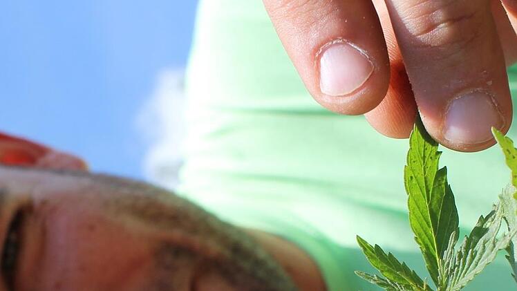 Die charakteristische Blätterform und den intensiven Geruch  von Marihuana weist auch der Nutzhanf auf - berauschend ist er allerdings nicht. Foto: Anna-Lena Deuerling