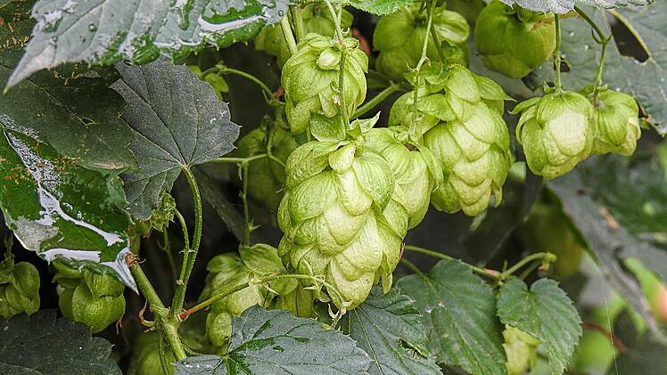 Der Hopfen (Humulus lupulus) ist eine Wildpflanze, die zu den Hanfgewächsen gehört und als solche fast in ganz Deutschland verbreitet.