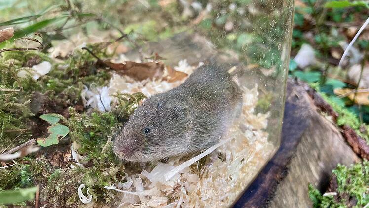 Bayerische Kurzohrmaus nach 60 Jahren wiederentdeckt