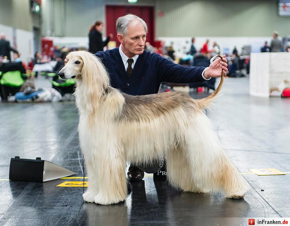 Internationale Rassehunde-Ausstellung «Cacib» in Nürnberg
