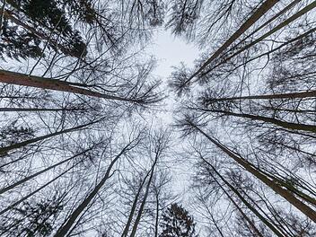 Winterwald