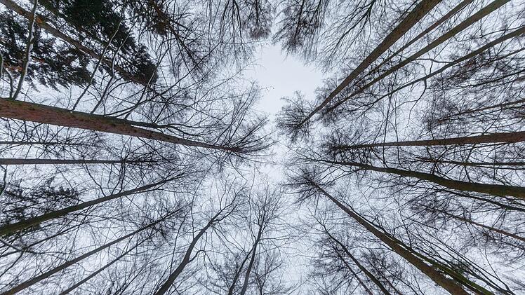Winterwald