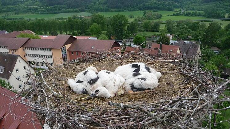 Die Jungstörche im Nest