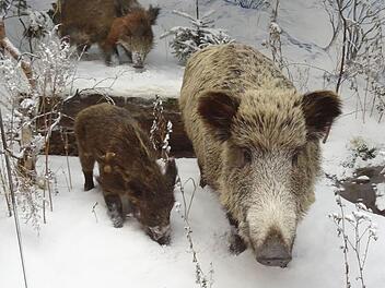 Wildschweine machten einer Frau aus dem Landkreis Hof das Leben schwer. Foto: Jochen Berger/Archiv