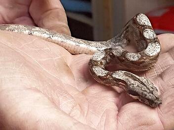 Diese Boa constrictor und ihre elf Geschwister wurden anonym vor dem Forchheimer Tierheim abgestellt. Fotos: Tierheim Forchheim