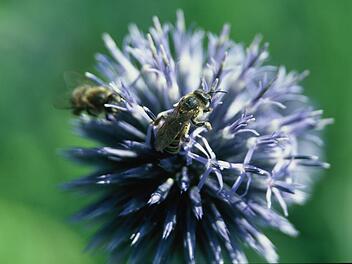 Wildbienen auf einer blühenden Kugeldistel. Wer einige der rund 550 Wildbienenarten anlocken will, muss auch die richtigen Trachtpflanzen anbieten wie Akelei und Blausternchen, Becherpflanze und Lavendel, Apfelbaum und Kornelkirsche. Günter Reif