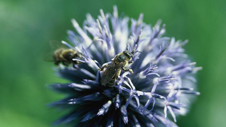 Wildbienen auf einer blühenden Kugeldistel. Wer einige der rund 550 Wildbienenarten anlocken will, muss auch die richtigen Trachtpflanzen anbieten wie Akelei und Blausternchen, Becherpflanze und Lavendel, Apfelbaum und Kornelkirsche. Günter Reif