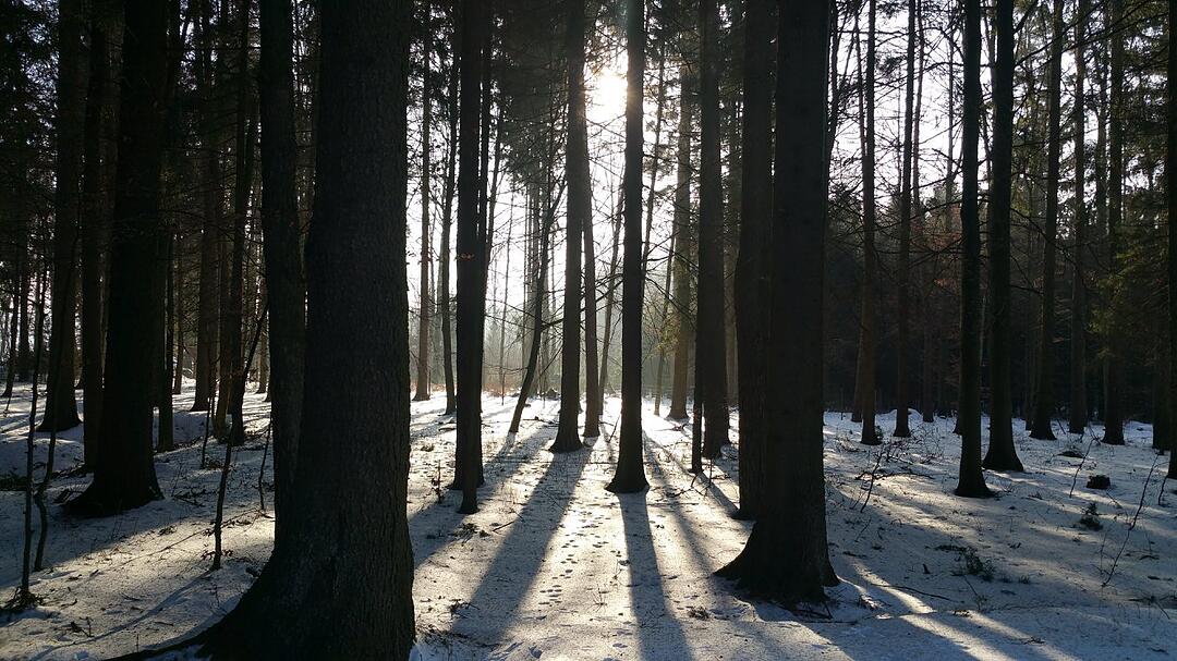 Die schönsten Fotos im Januar aus Forchheim und Umgebung