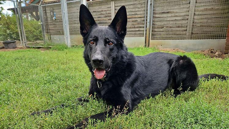 Tierheim Nürnberg: Nächster Aufruf für Schäferhund Apoll - Wer gibt ihm eine Chance?
