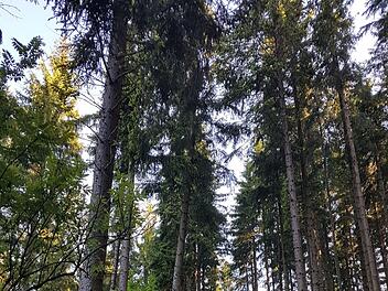Wie geht es weiter mit einem möglichen Nationalpark Frankenwald? Das ist momentan die große Frage mit der sich die Kommunalpolitiker auseinander setzen. Foto: Archiv