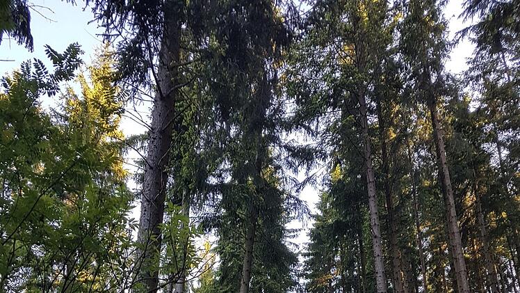 Wie geht es weiter mit einem möglichen Nationalpark Frankenwald? Das ist momentan die große Frage mit der sich die Kommunalpolitiker auseinander setzen. Foto: Archiv