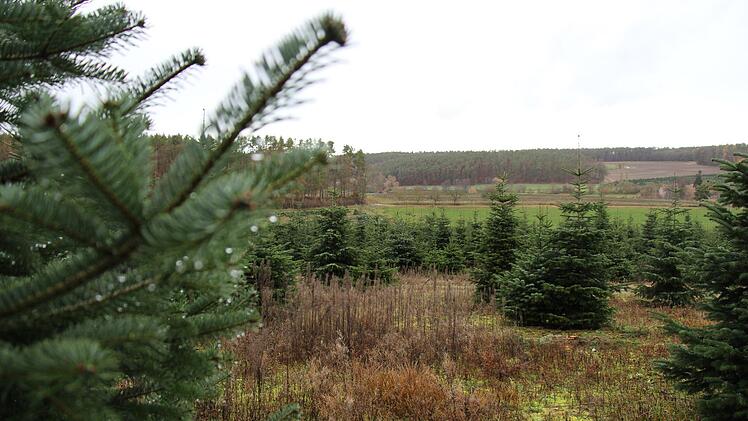 Christbaum-Plantage von Rippel und Beßler bei Oberalbach im Steigerwald Foto: Christian Bauriedel