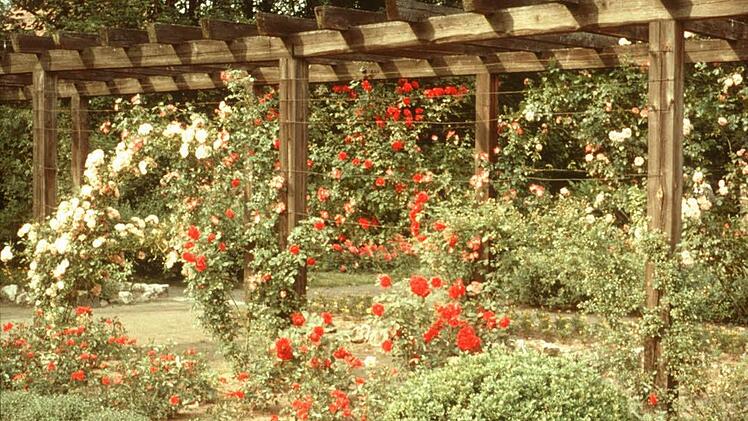 Ein Bild vom früheren Rosengarten Foto: Stadtarchiv