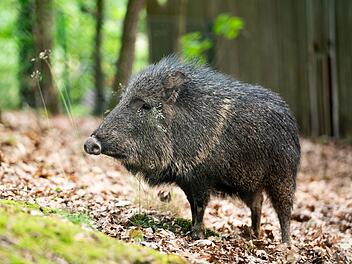 Tiergarten Nürnberg hat neue Tierart: "stark gefährdete" Chaco-Pekaris Tiergarten Nürnberg hat neue Tierart: "stark gefährdete" Chaco-Pekaris