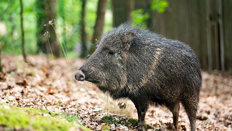 Tiergarten N&uuml;rnberg hat neue Tierart: "stark gef&auml;hrdete" Chaco-Pekaris