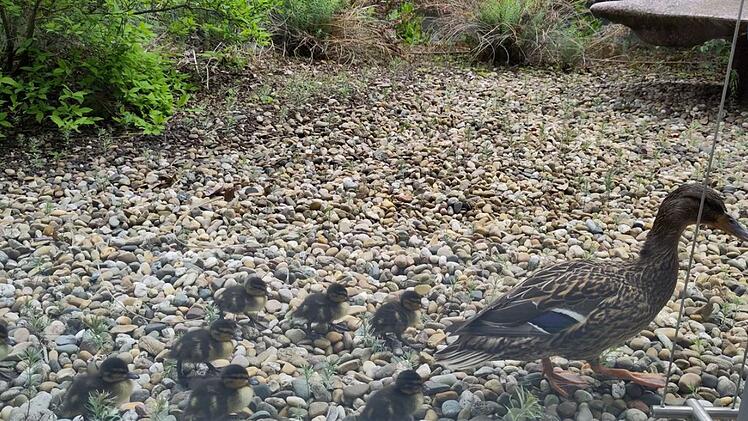 Tierheim Nürnberg hilft aus - "ungewöhnlicher Rettungsdienst" am Klinikum