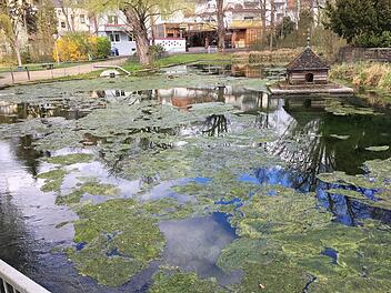 Auf dem Liebfrauensee bildet sich jedes Jahr ein dichter Algenteppich, der nicht nur unsch&ouml;n aussieht, sondern auch die Wasserqualit&auml;t mindert.