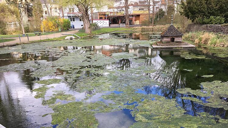 Auf dem Liebfrauensee bildet sich jedes Jahr ein dichter Algenteppich, der nicht nur unsch&ouml;n aussieht, sondern auch die Wasserqualit&auml;t mindert.