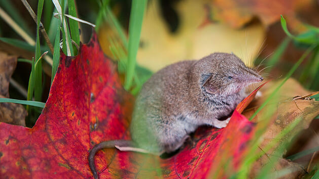 Spitzmaus