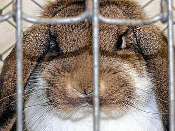 Rassekaninchen unter Bewertung