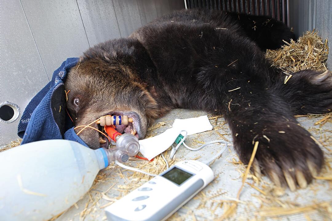 Senior-B&auml;rin Teddy zieht in B&auml;renwald M&uuml;ritz um