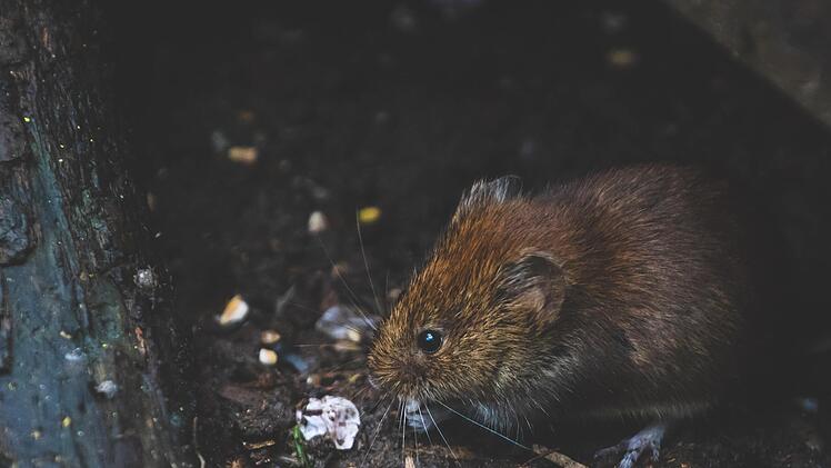 Mehr Ratten durch Corona?