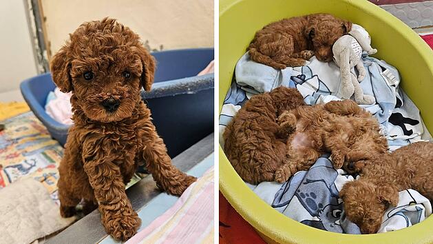 Tierheim Nürnberg mit traurigem Update zu Pudel-Welpen - "gar nicht gut"