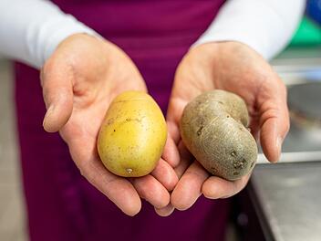 Eine normale und eine grüne Kartoffel.