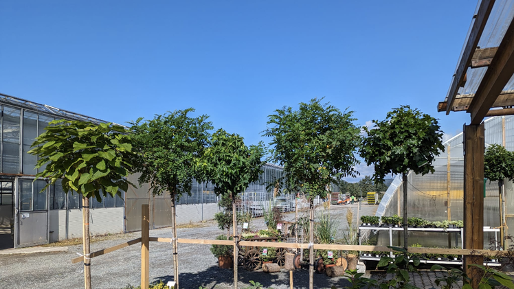 Ob Hochstämme, Beerensträucher oder verschiedene Gehözer - in der Baumschule Degen findest du ein riesiges Sortiment an Pflanzen. Foto: Gärtnerei Degen